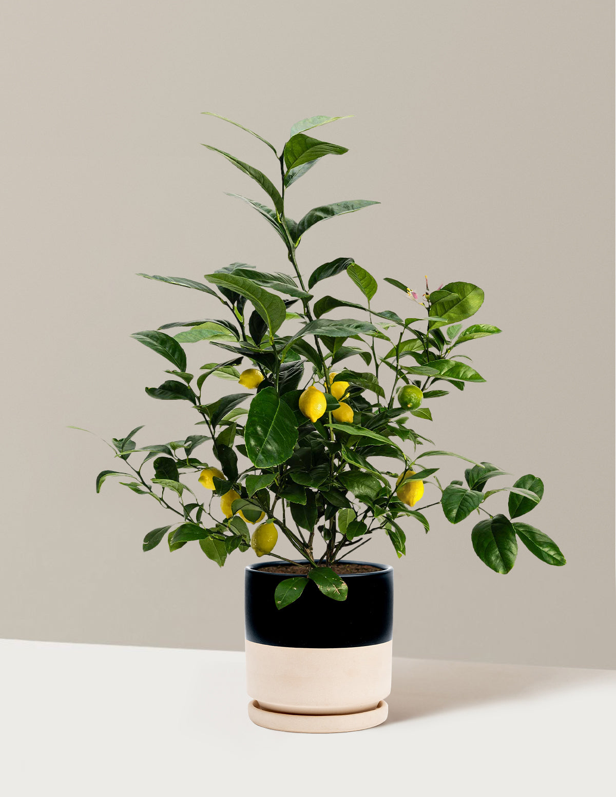 Improved Meyer Lemon Bush