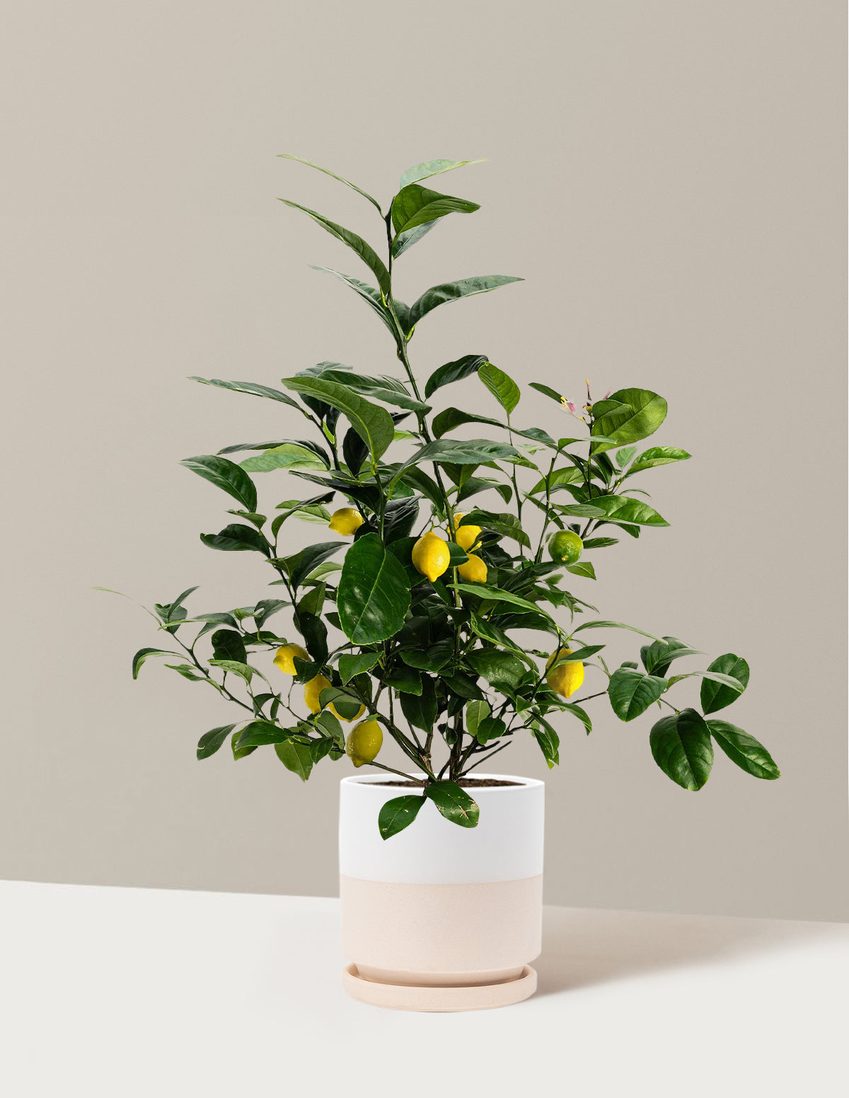 Improved Meyer Lemon Bush