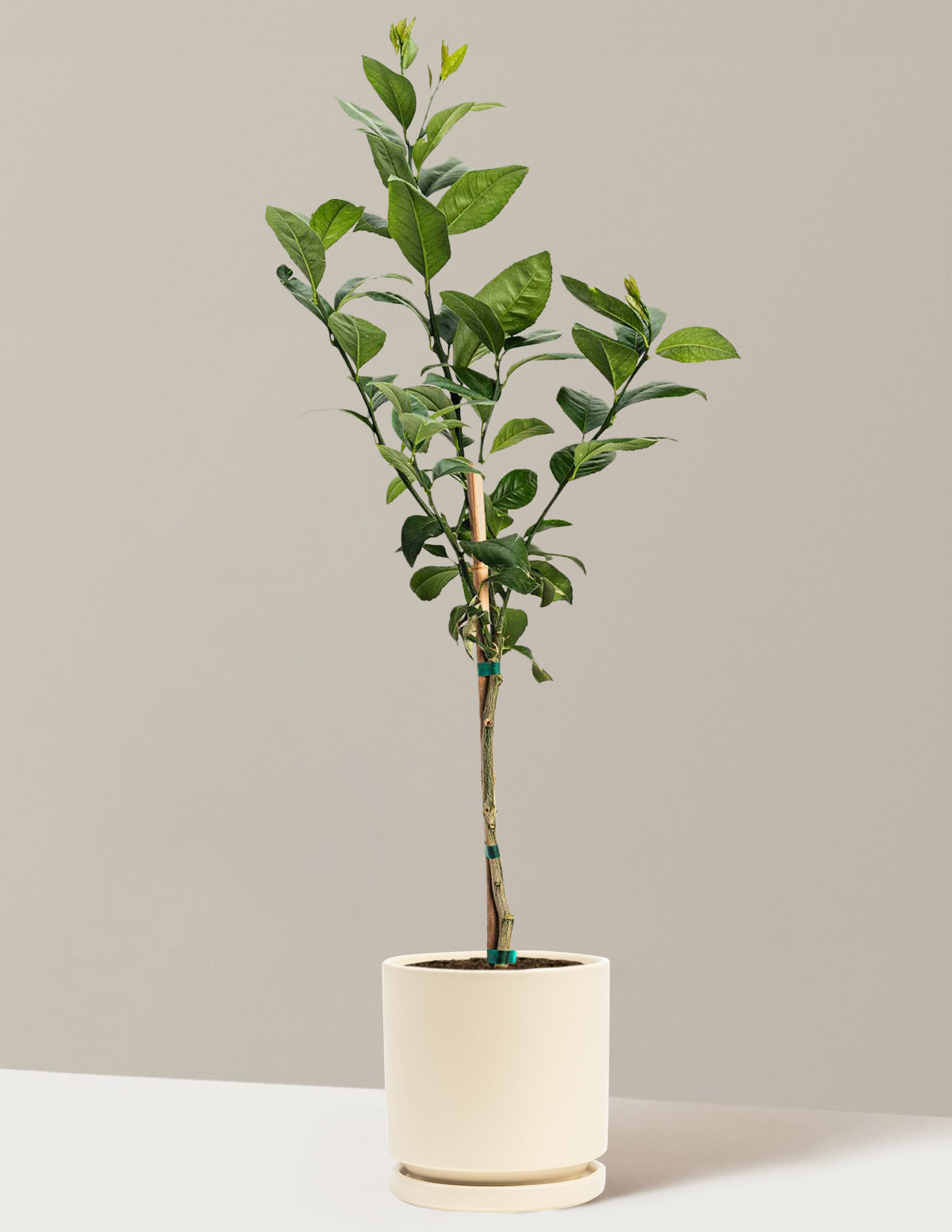 Improved Meyer Lemon Tree