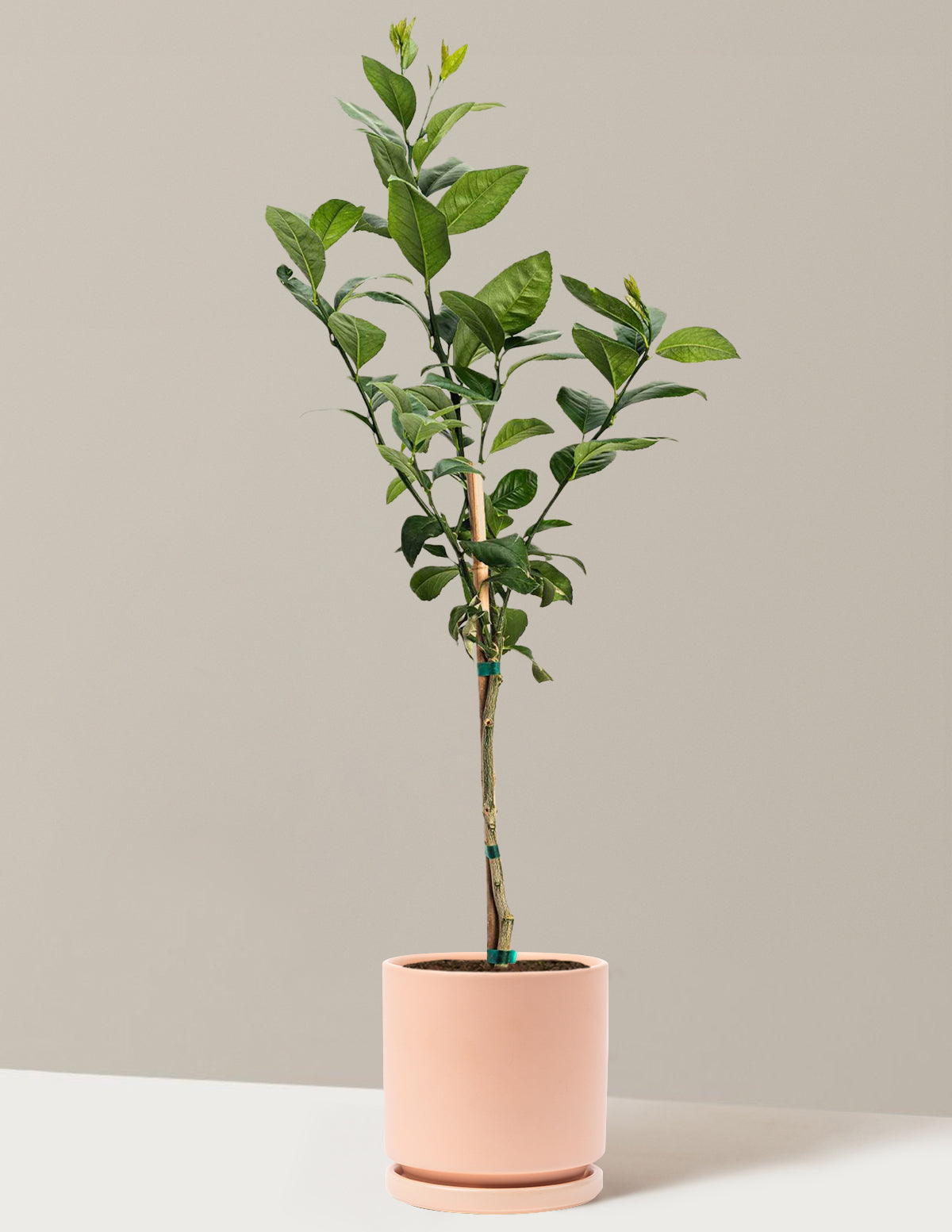 Improved Meyer Lemon Tree