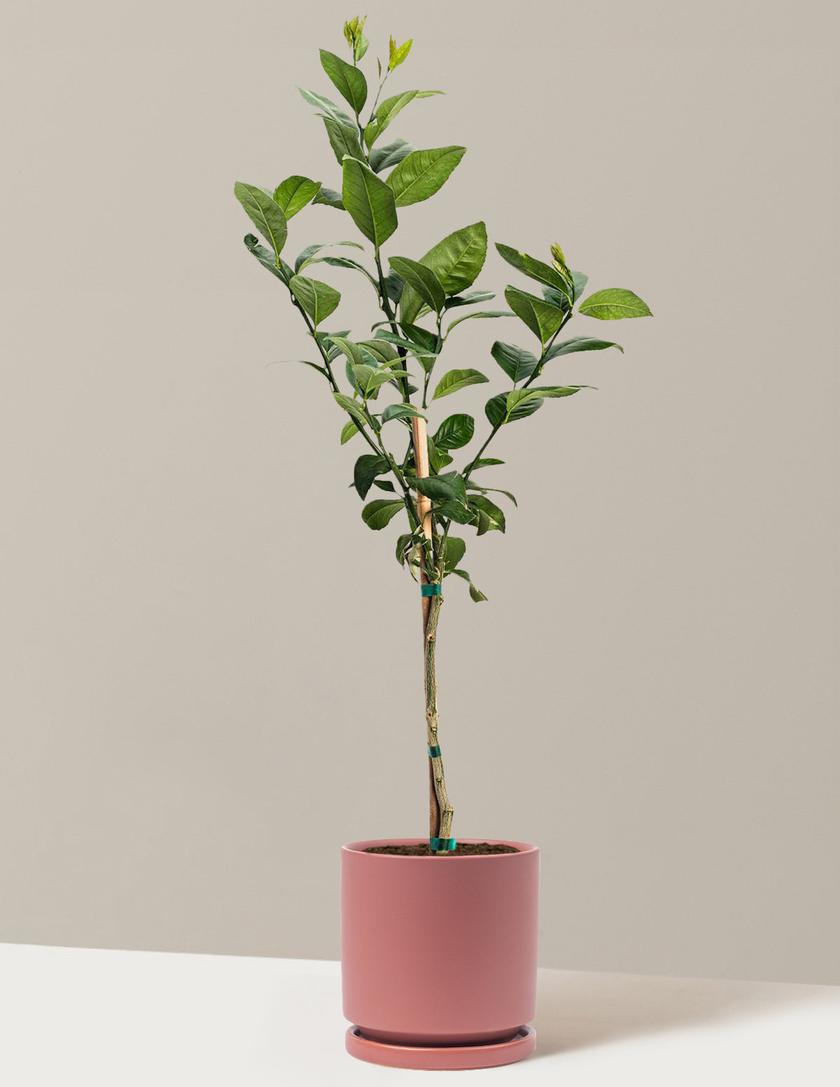 Improved Meyer Lemon Tree