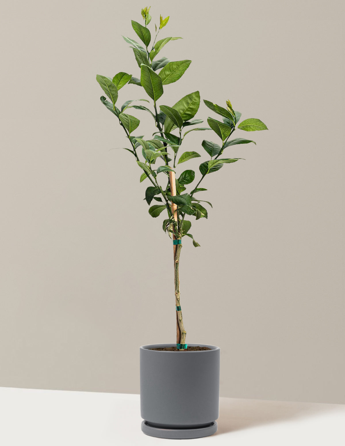 Improved Meyer Lemon Tree