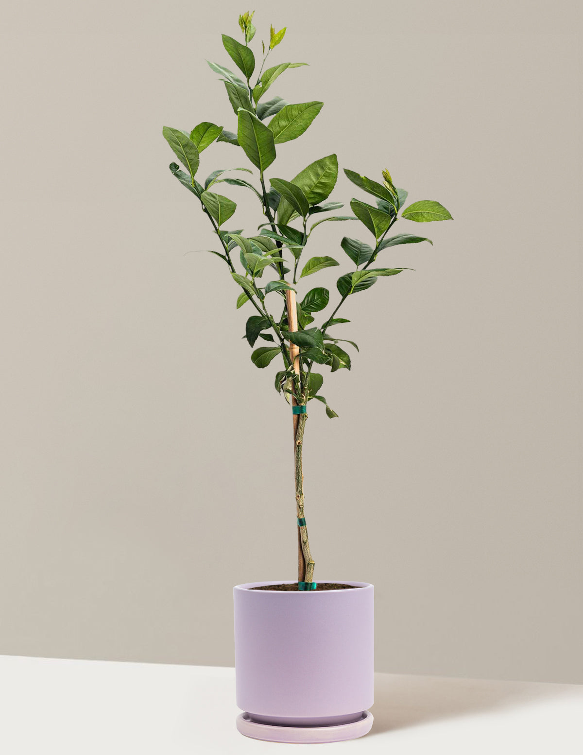 Improved Meyer Lemon Tree