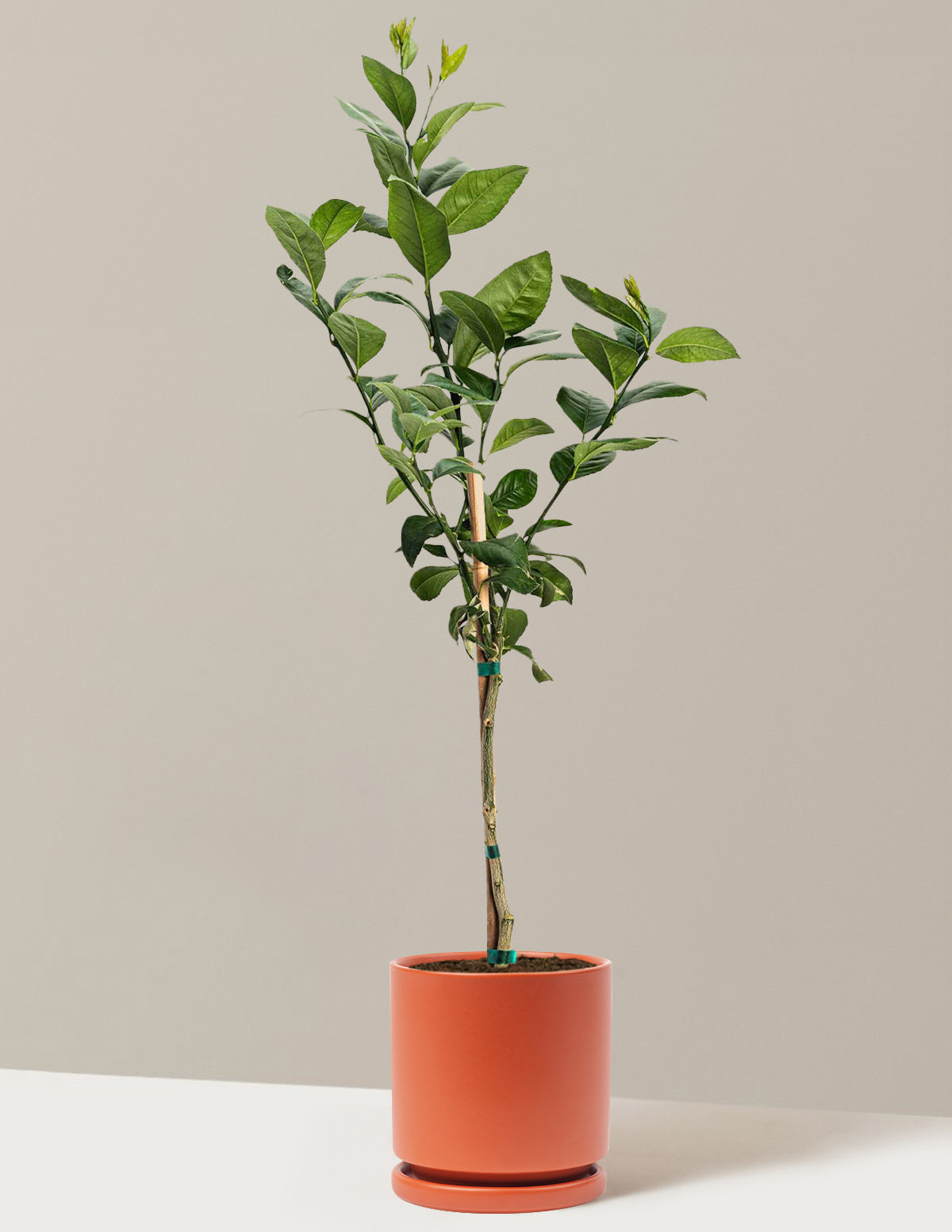 Improved Meyer Lemon Tree
