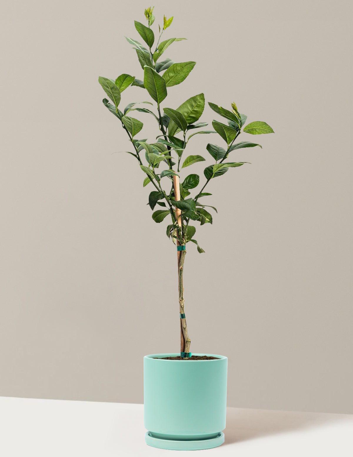 Improved Meyer Lemon Tree