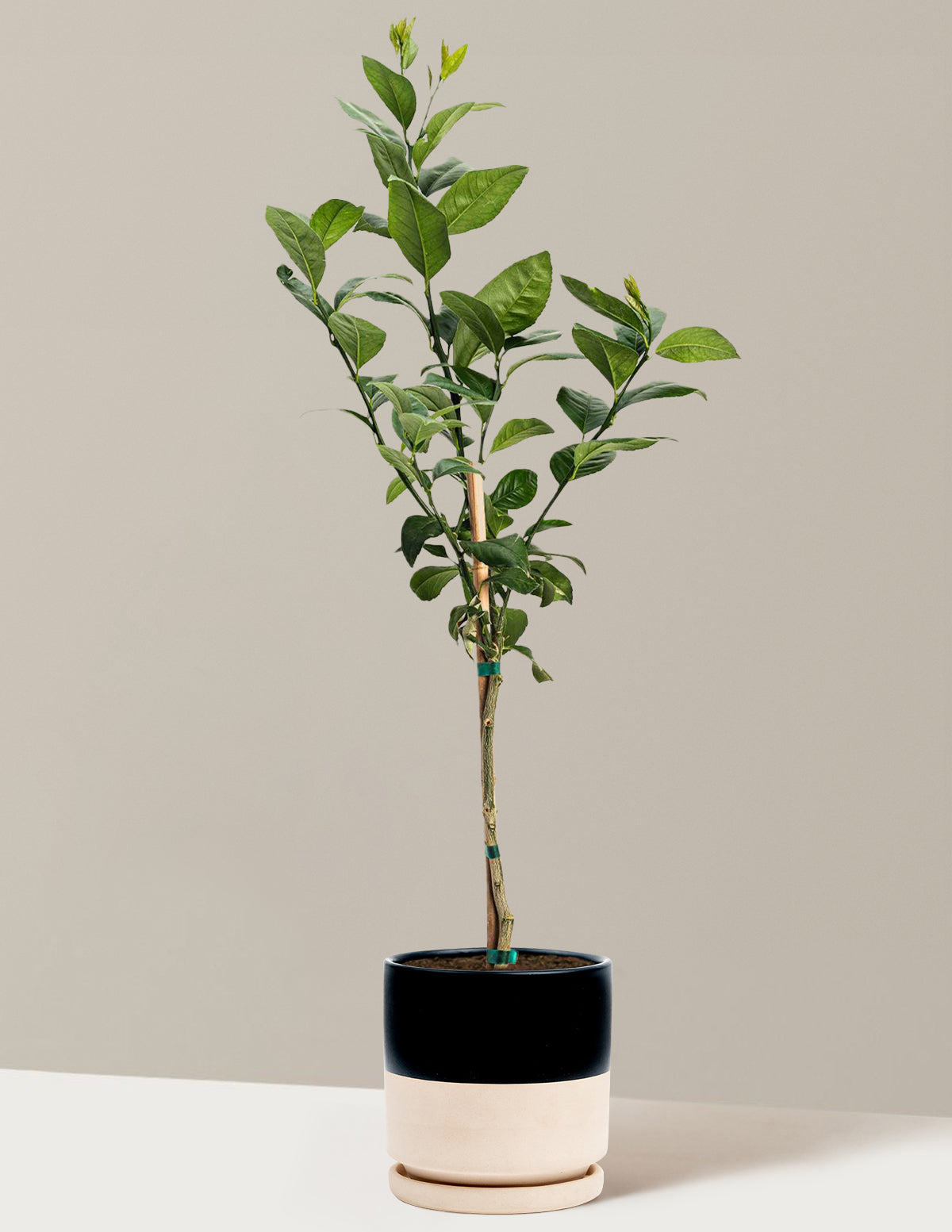Improved Meyer Lemon Tree
