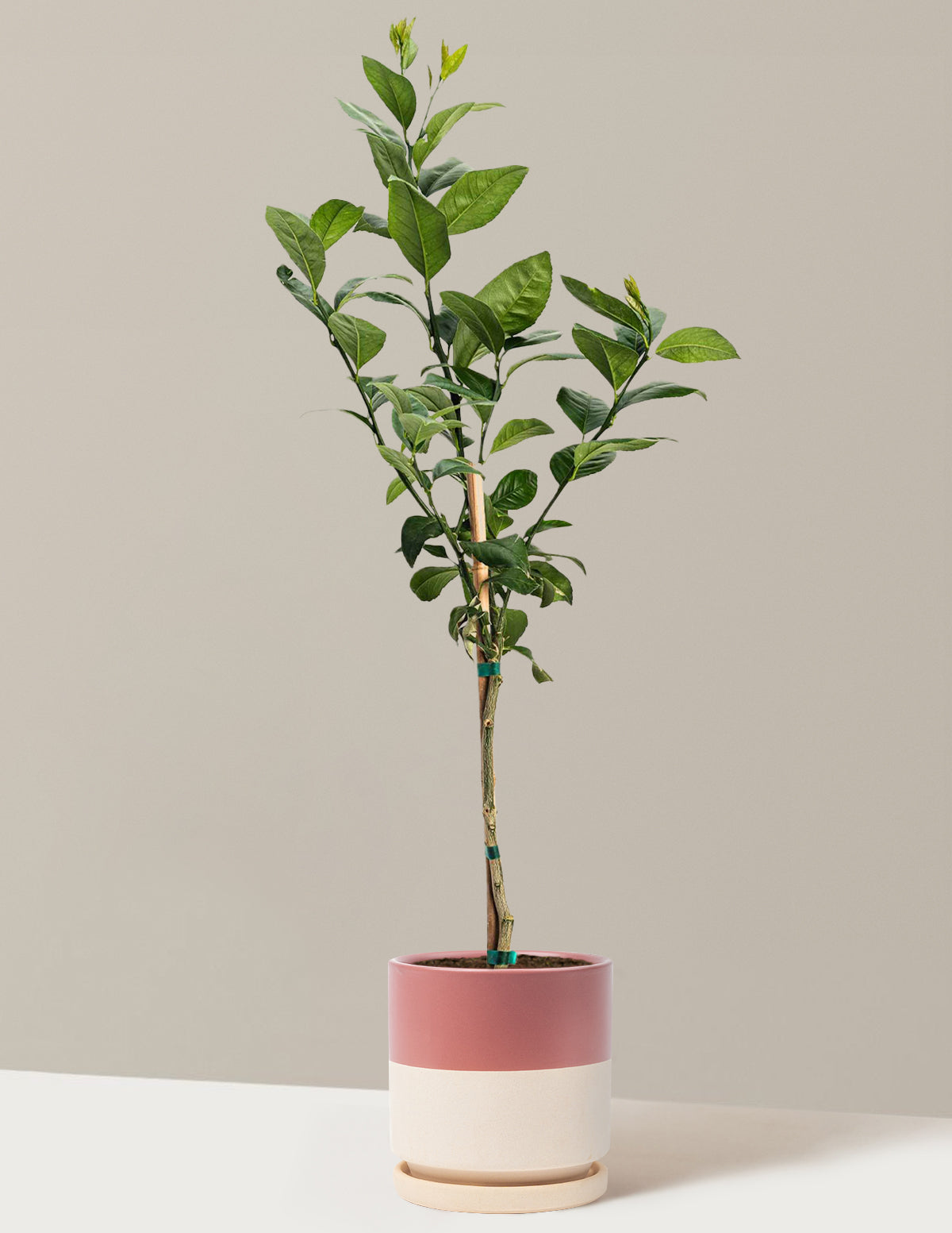 Improved Meyer Lemon Tree