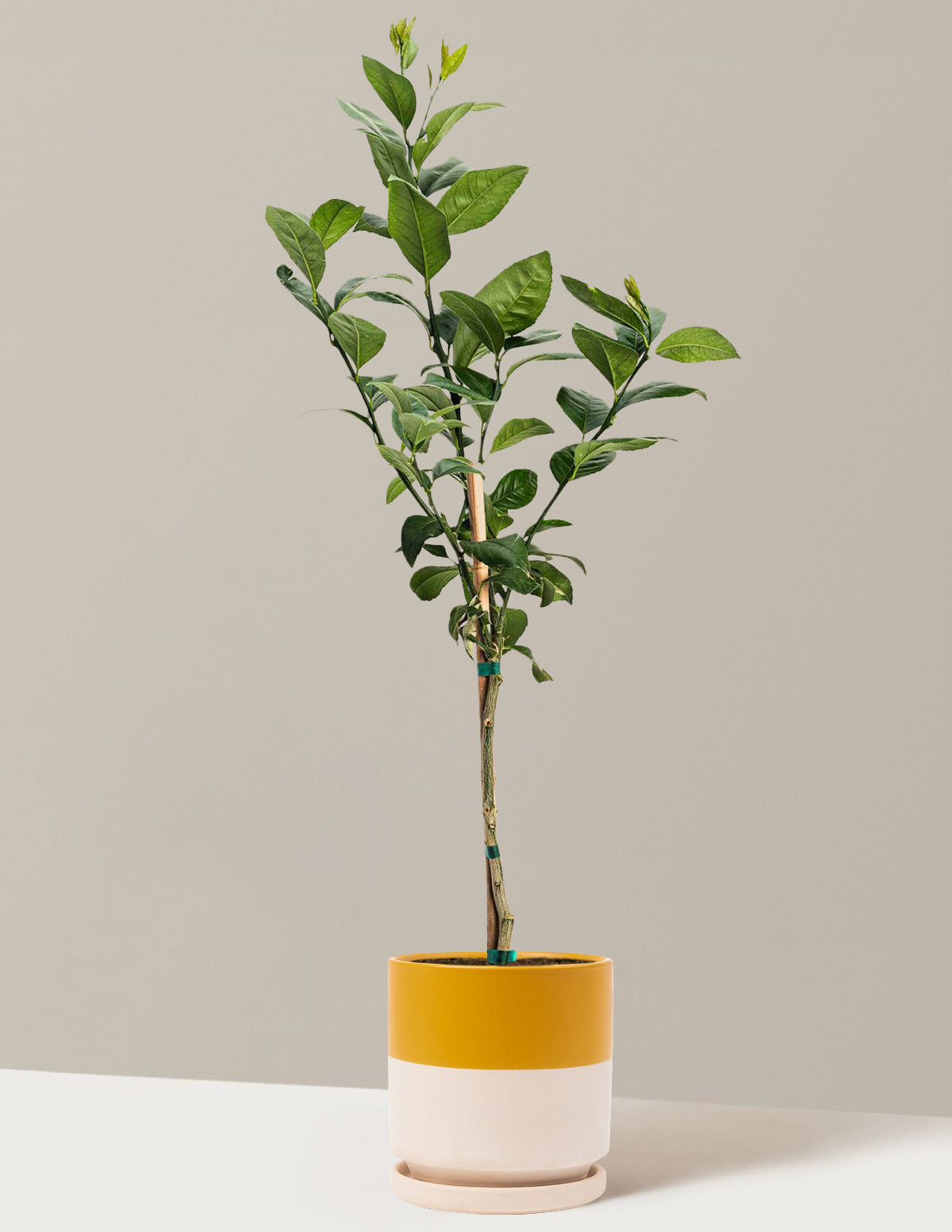 Improved Meyer Lemon Tree