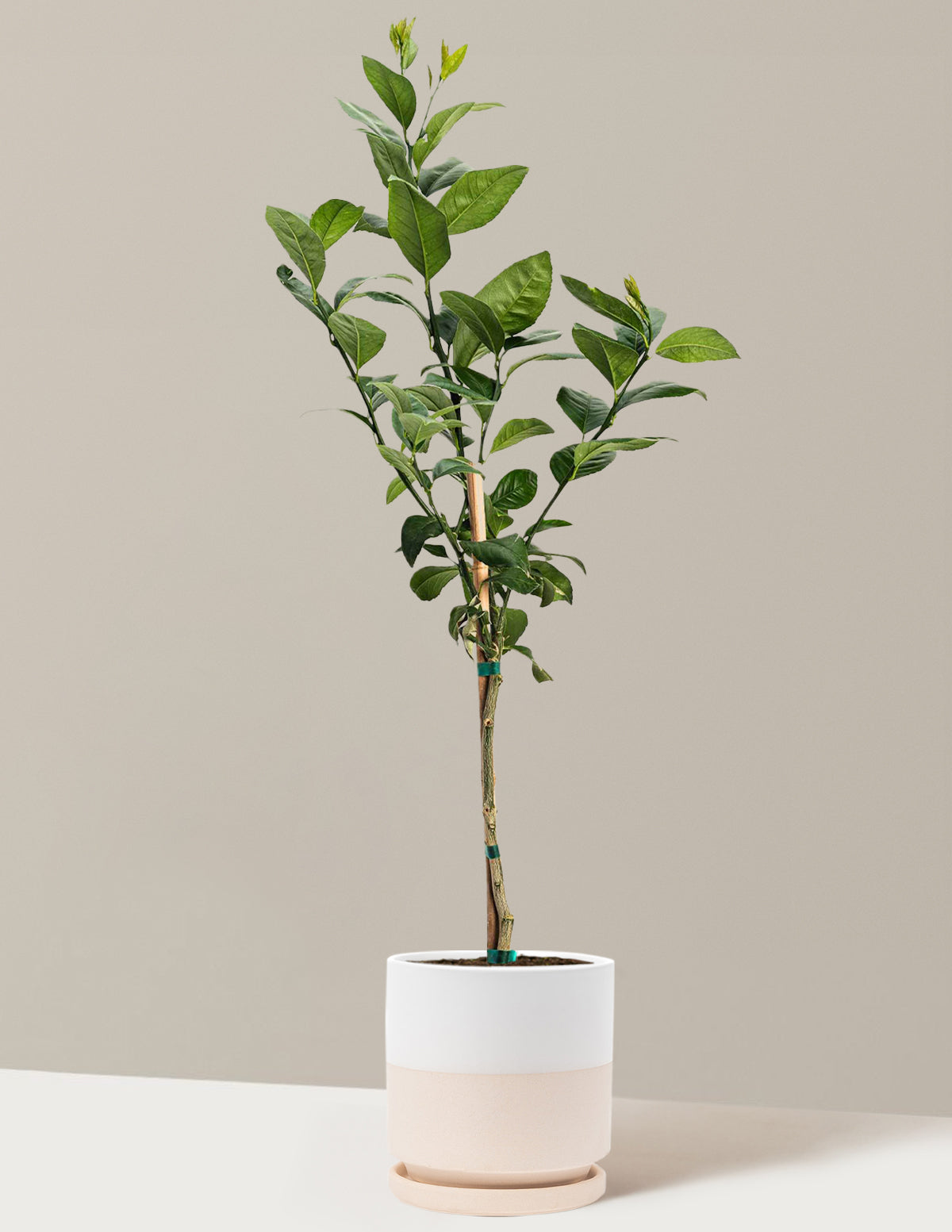 Improved Meyer Lemon Tree