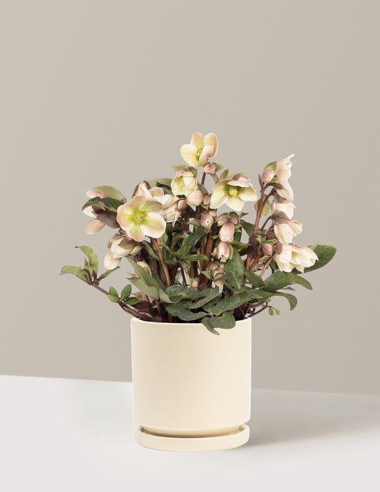 Ivory Prince Hellebore