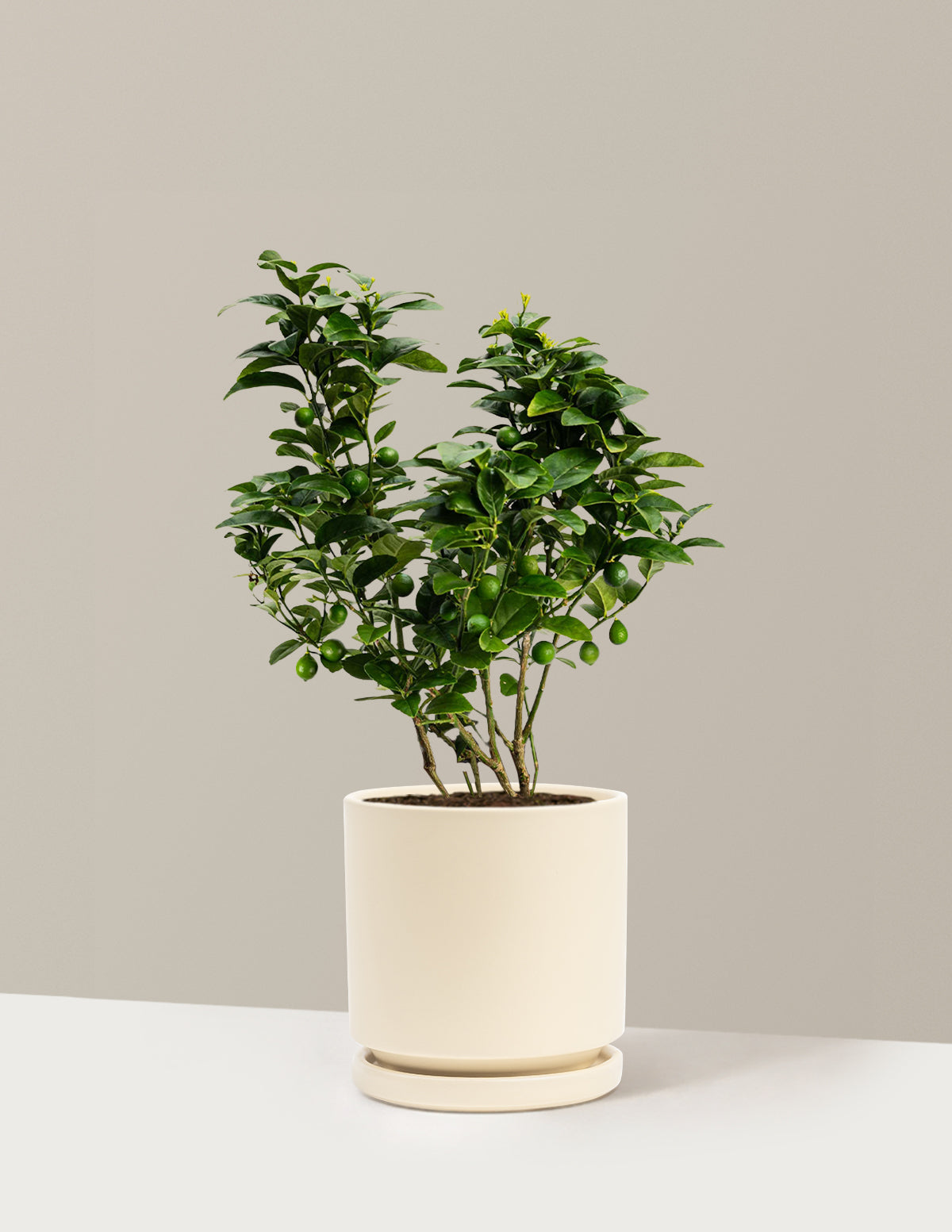 Key Lime Bush