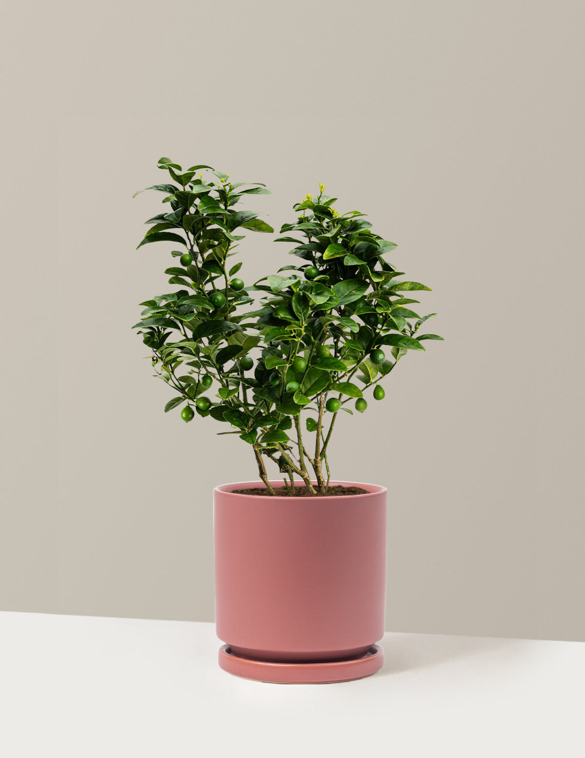 Key Lime Bush