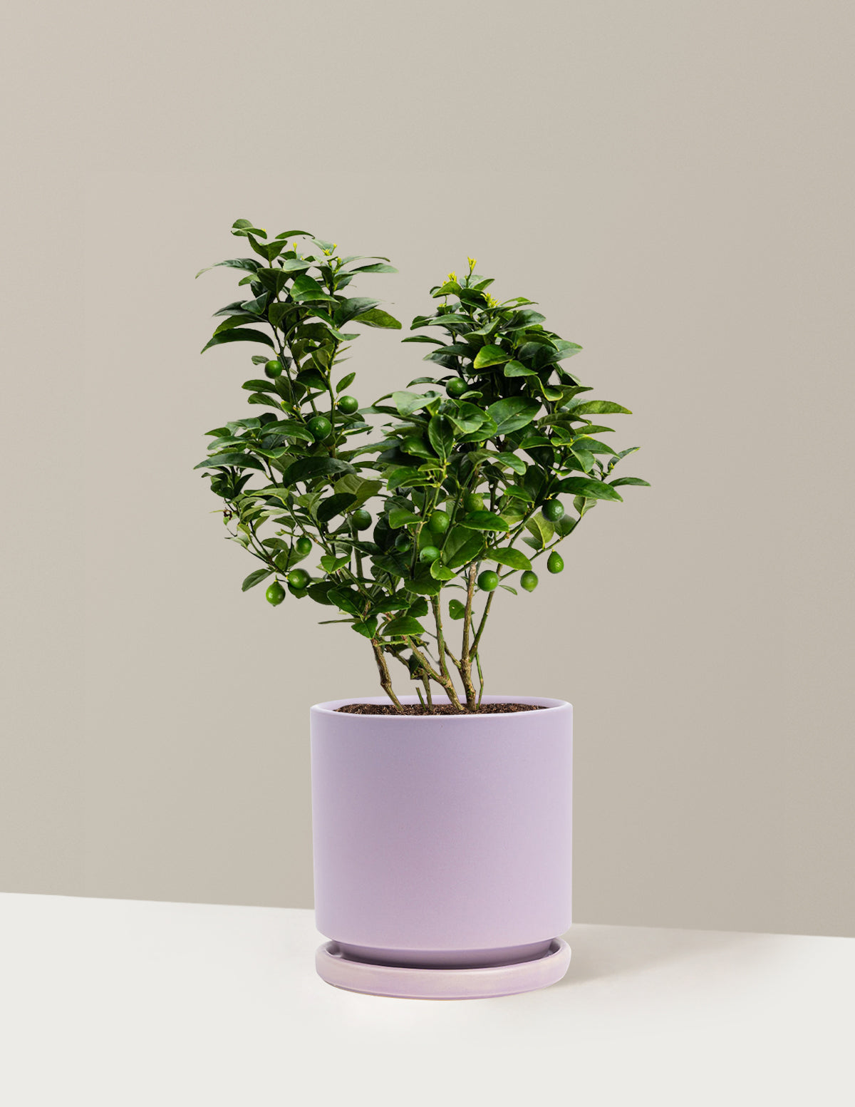 Key Lime Bush