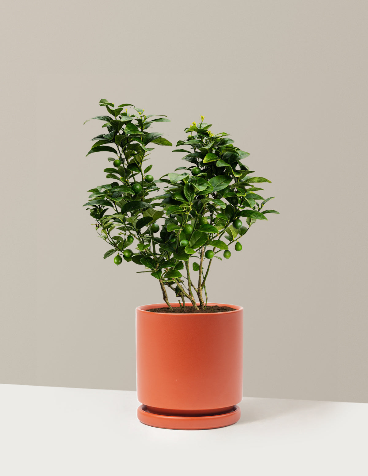 Key Lime Bush