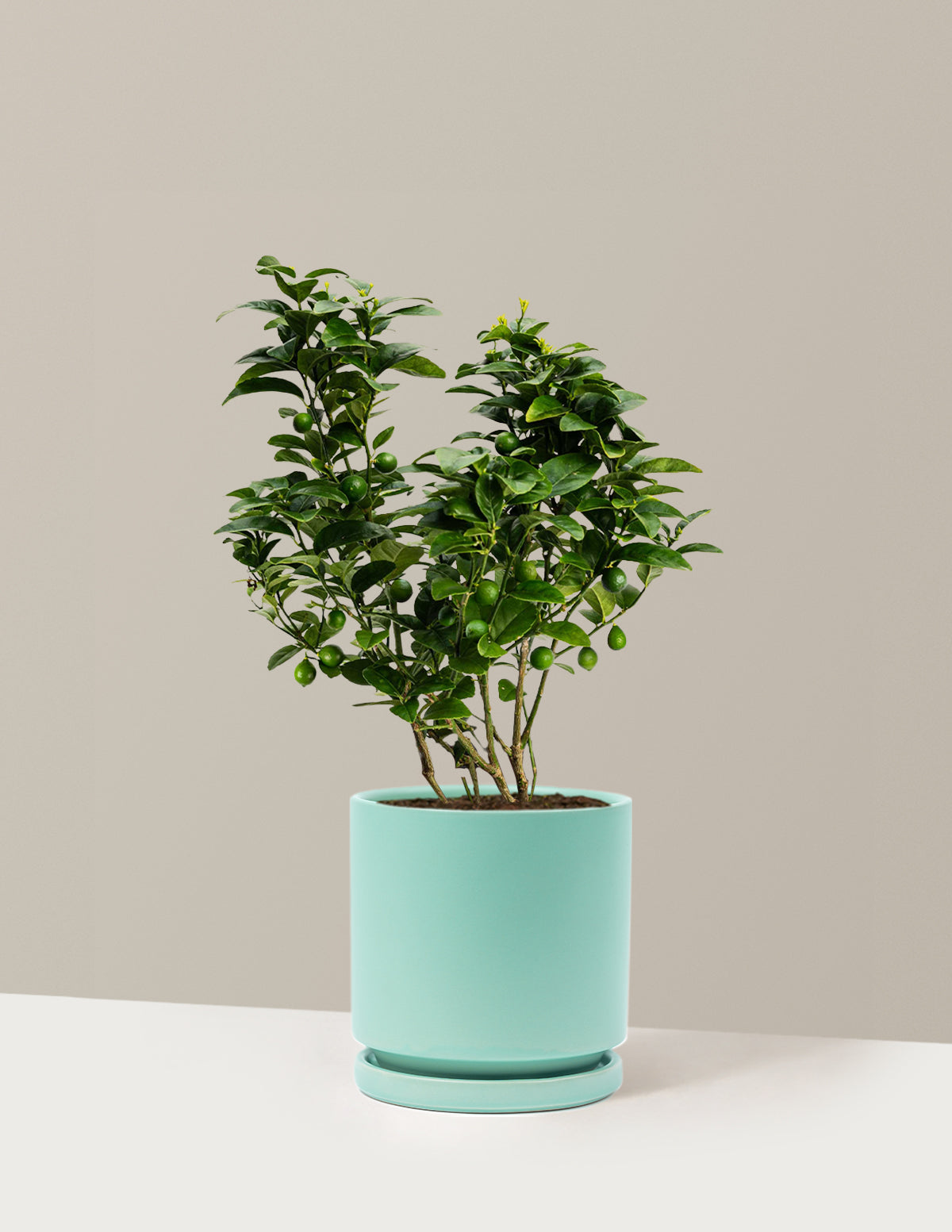 Key Lime Bush
