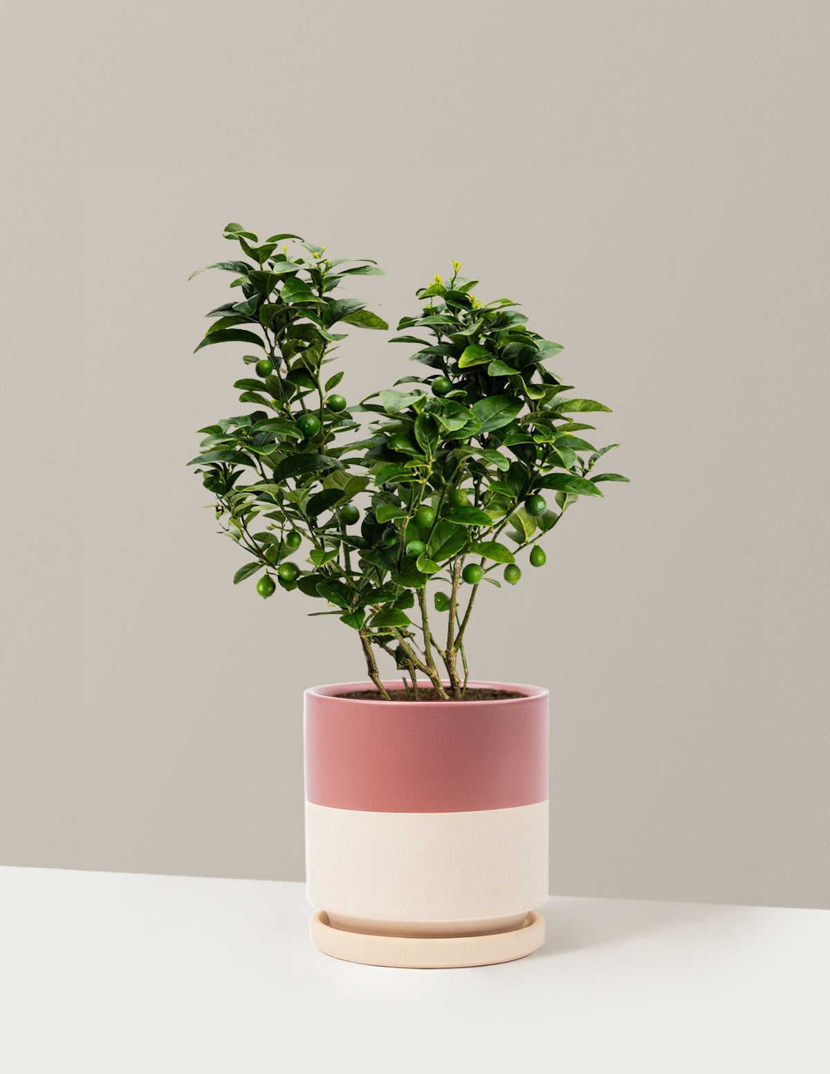 Key Lime Bush