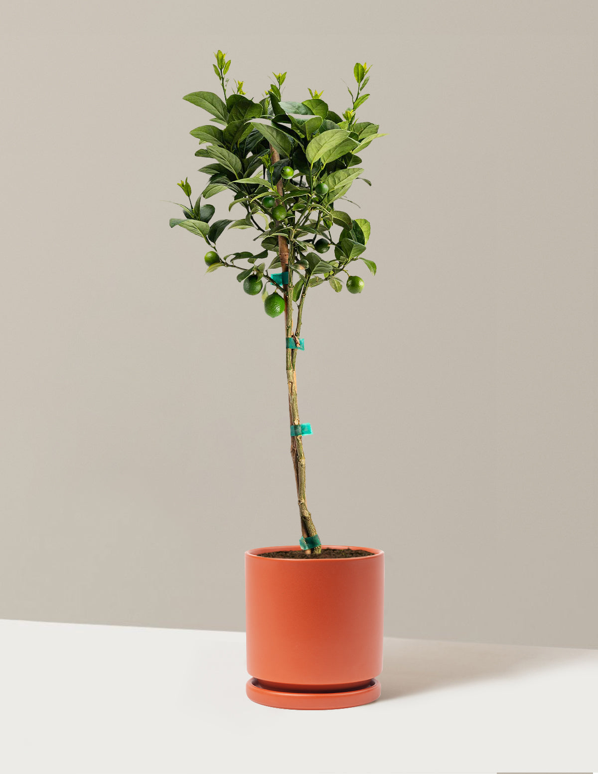 Key Lime Tree