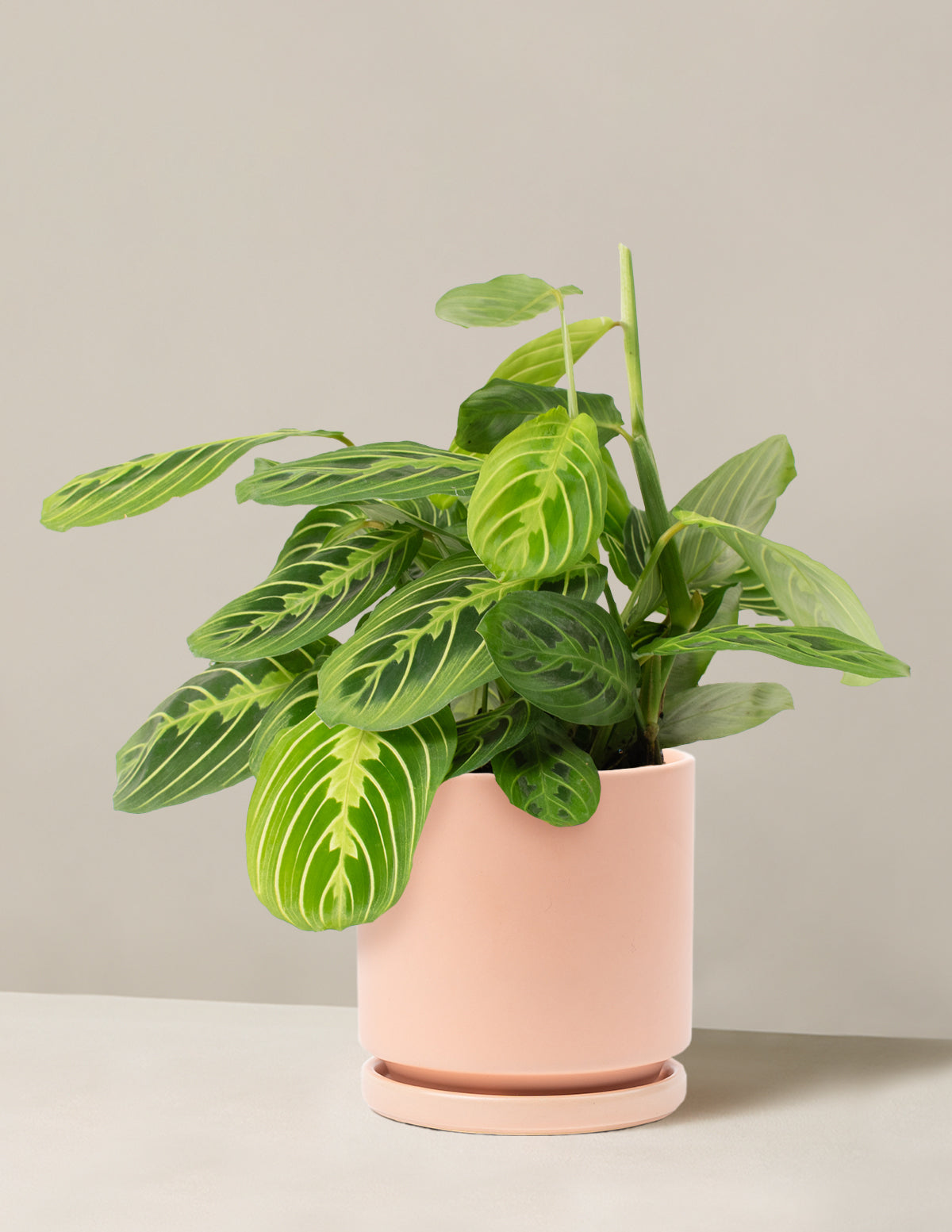 Lemon Lime Prayer Plant