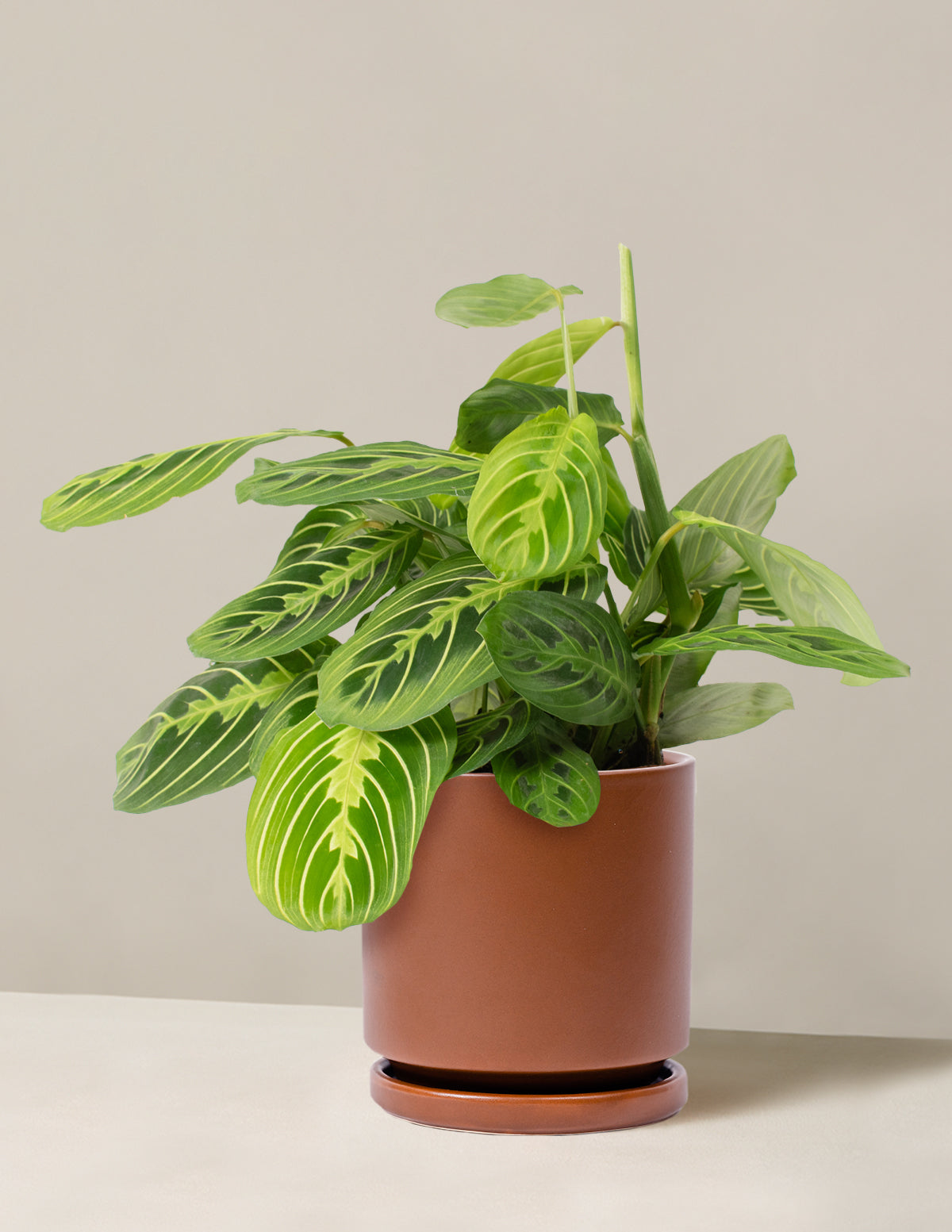 Lemon Lime Prayer Plant