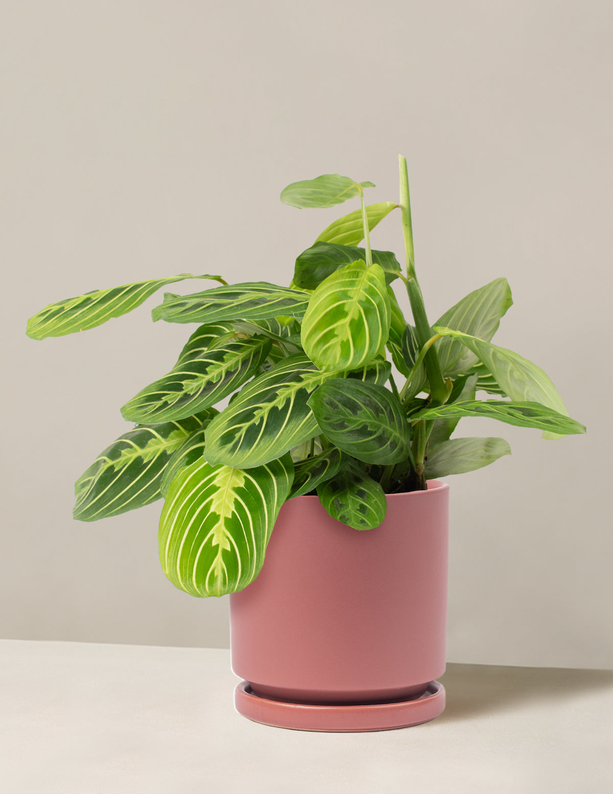 Lemon Lime Prayer Plant