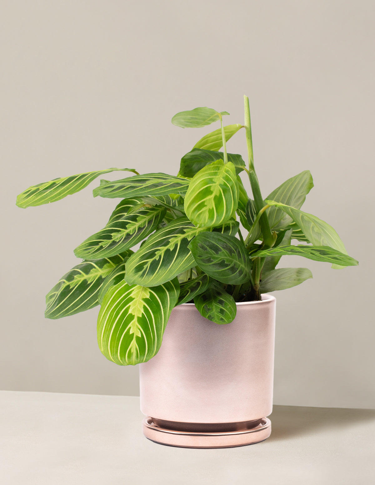 Lemon Lime Prayer Plant