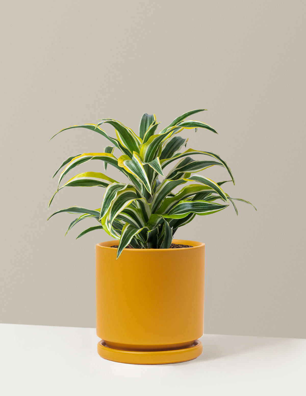 Dracaena Lemon Lime