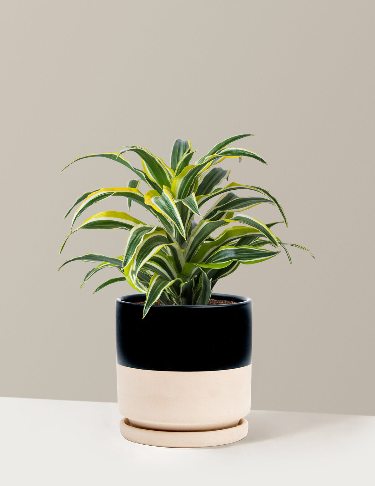 Dracaena Lemon Lime
