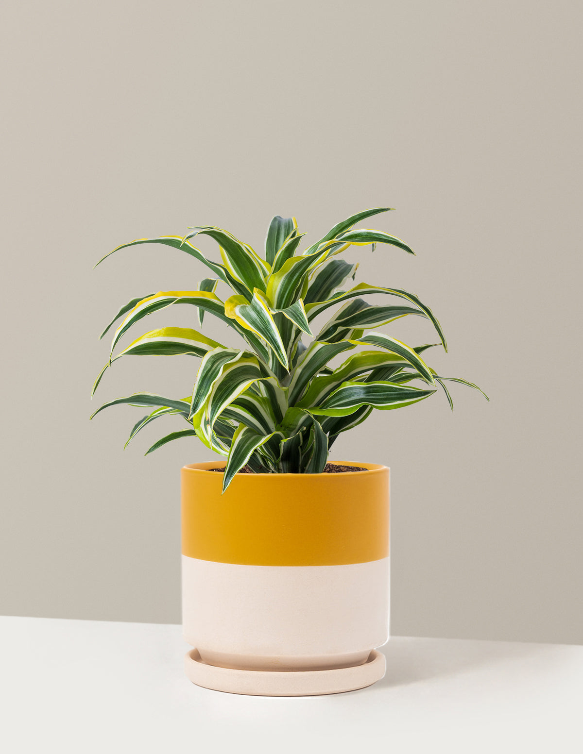 Dracaena Lemon Lime
