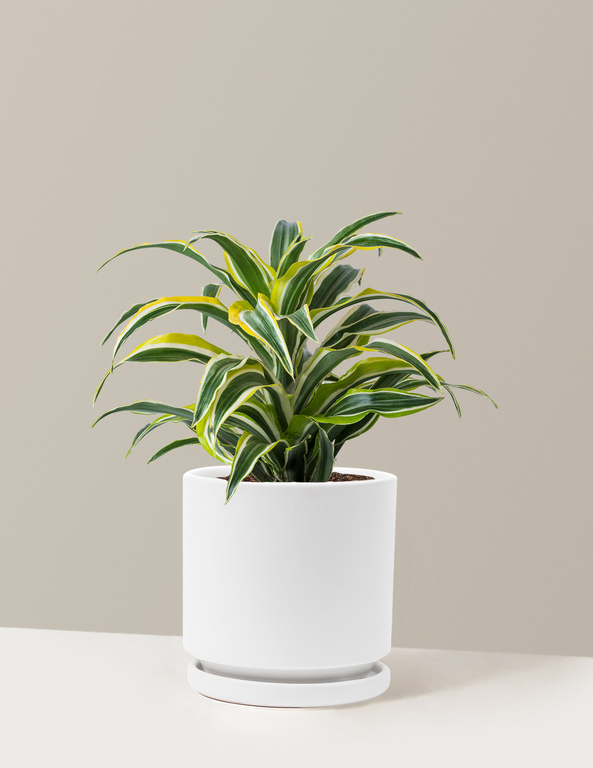 Dracaena Lemon Lime