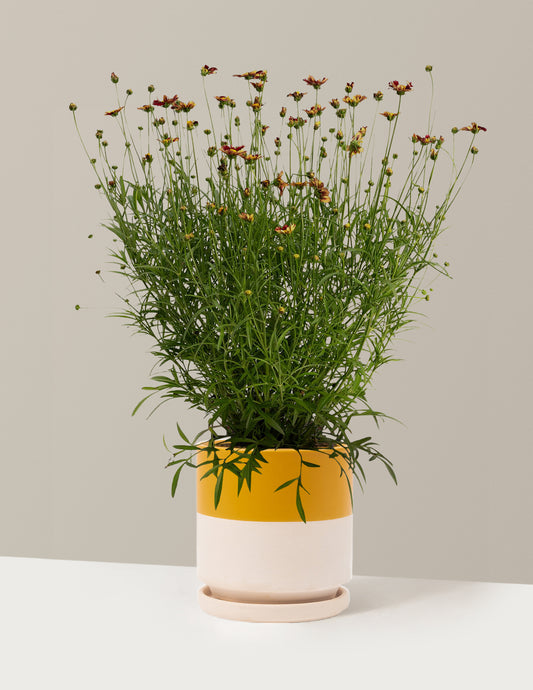 Li'l Bang™ Red Elf Coreopsis