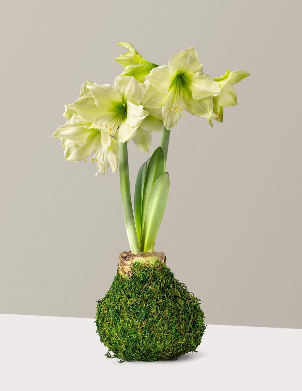 Waxed Amaryllis Bulb