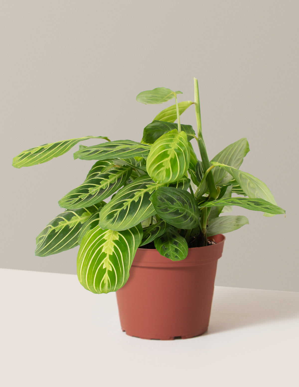 Lemon Lime Prayer Plant