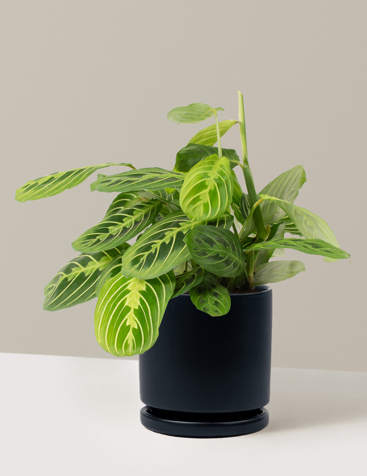 Lemon Lime Prayer Plant