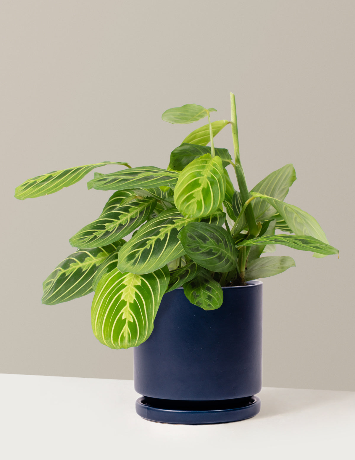 Lemon Lime Prayer Plant