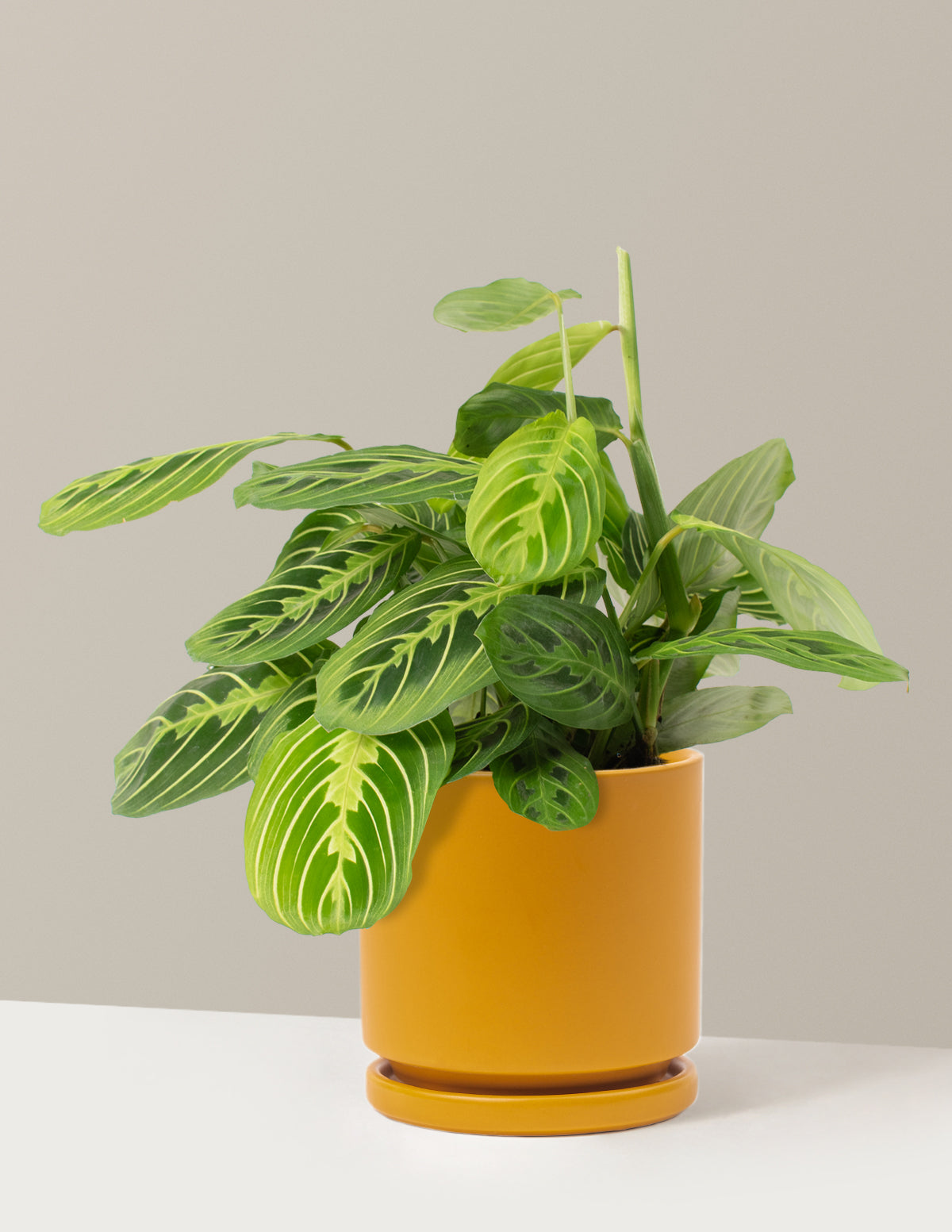 Lemon Lime Prayer Plant
