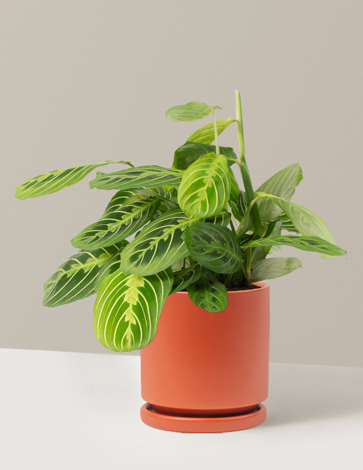 Lemon Lime Prayer Plant