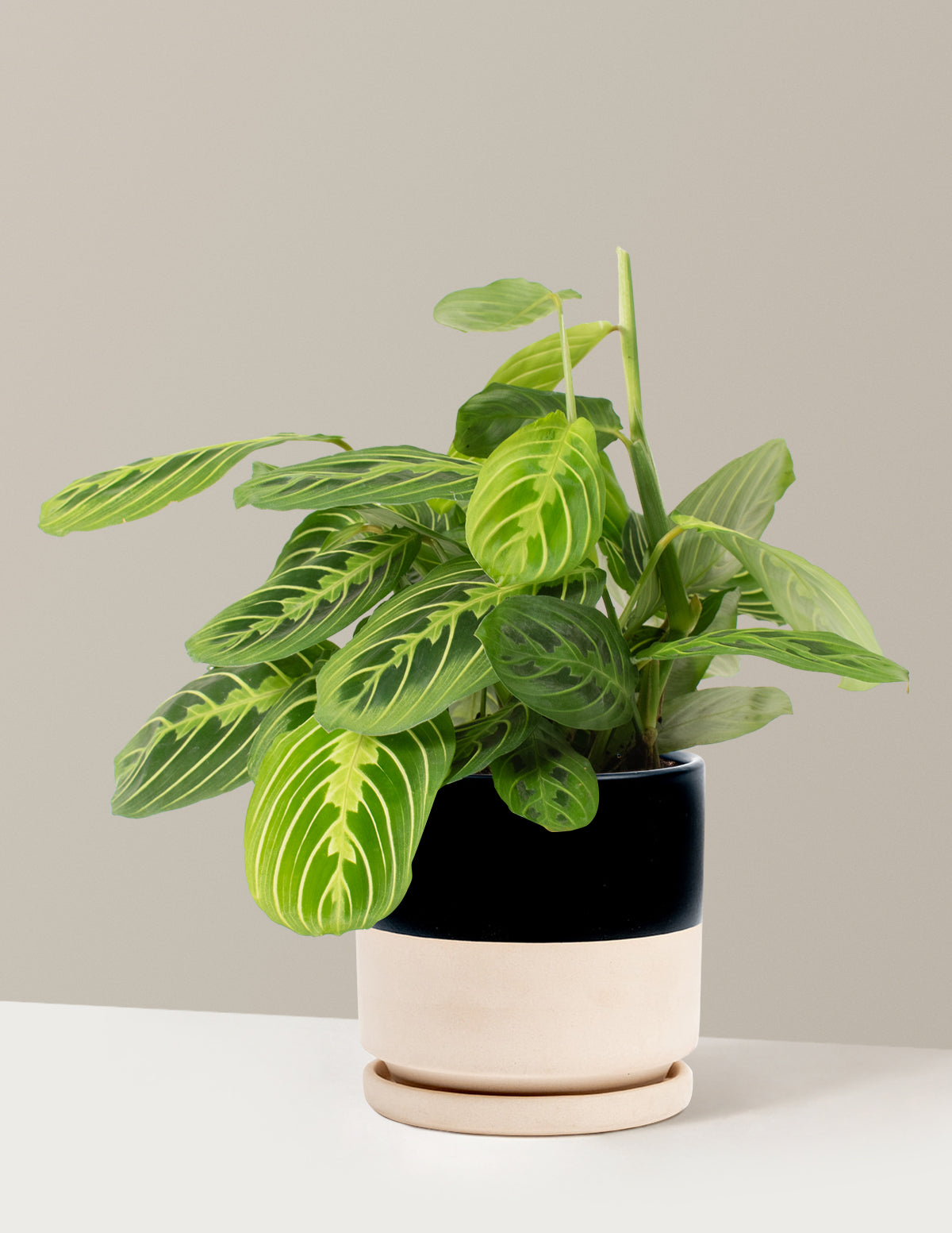 Lemon Lime Prayer Plant