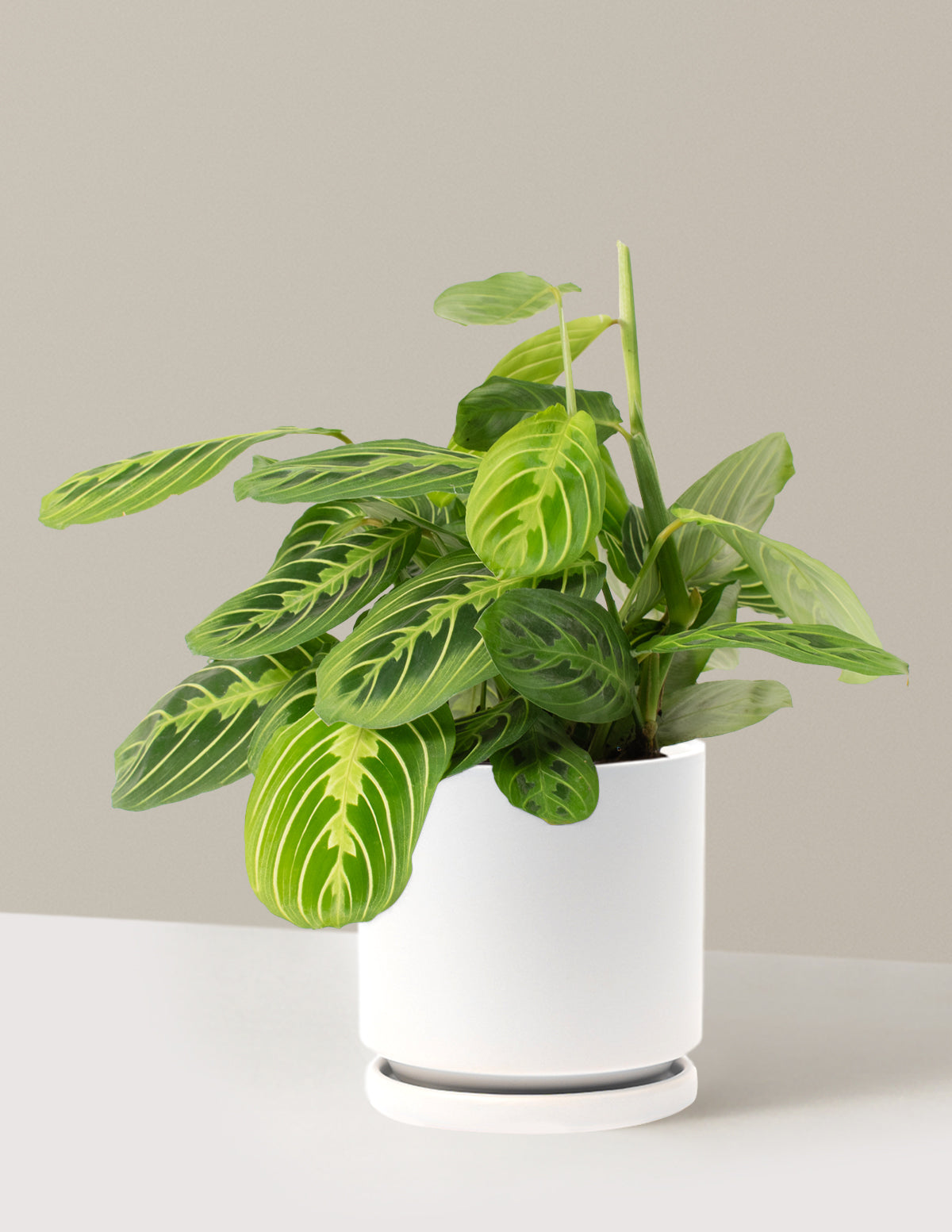 Lemon Lime Prayer Plant