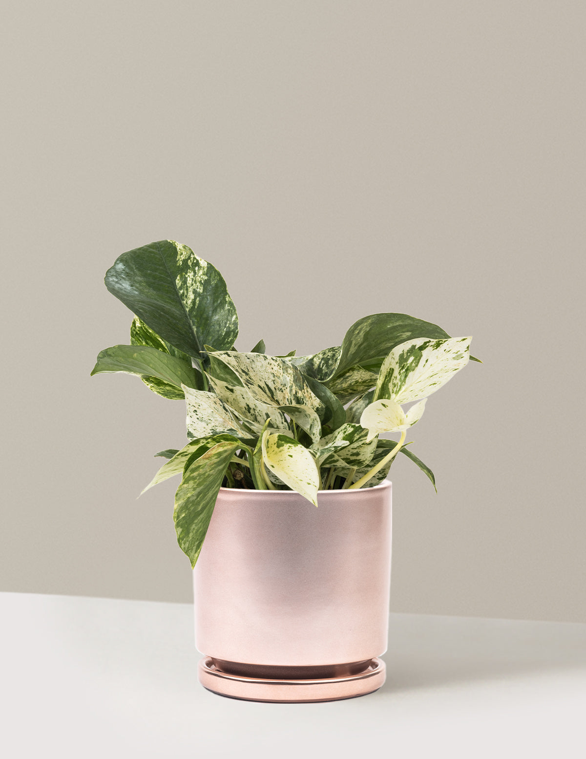 pothos marble queen Pothos Marble Queen Houseplant with Planter - Medium (5
