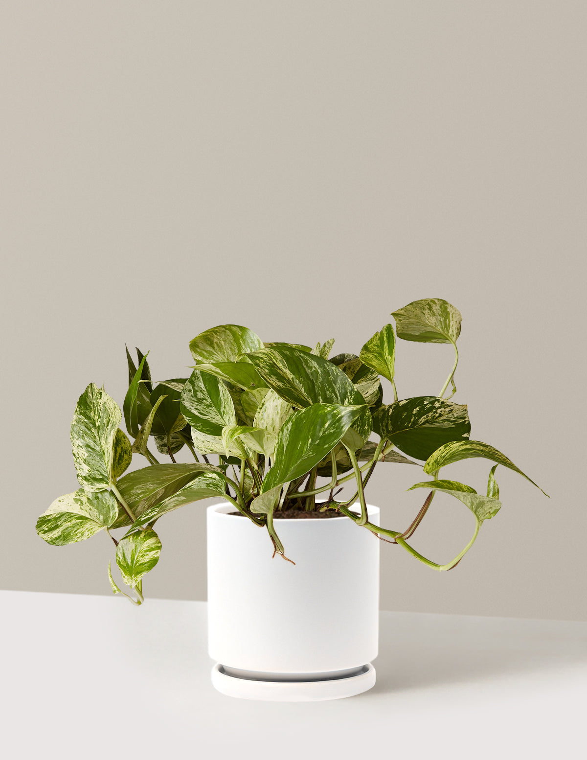 Pothos Marble Queen