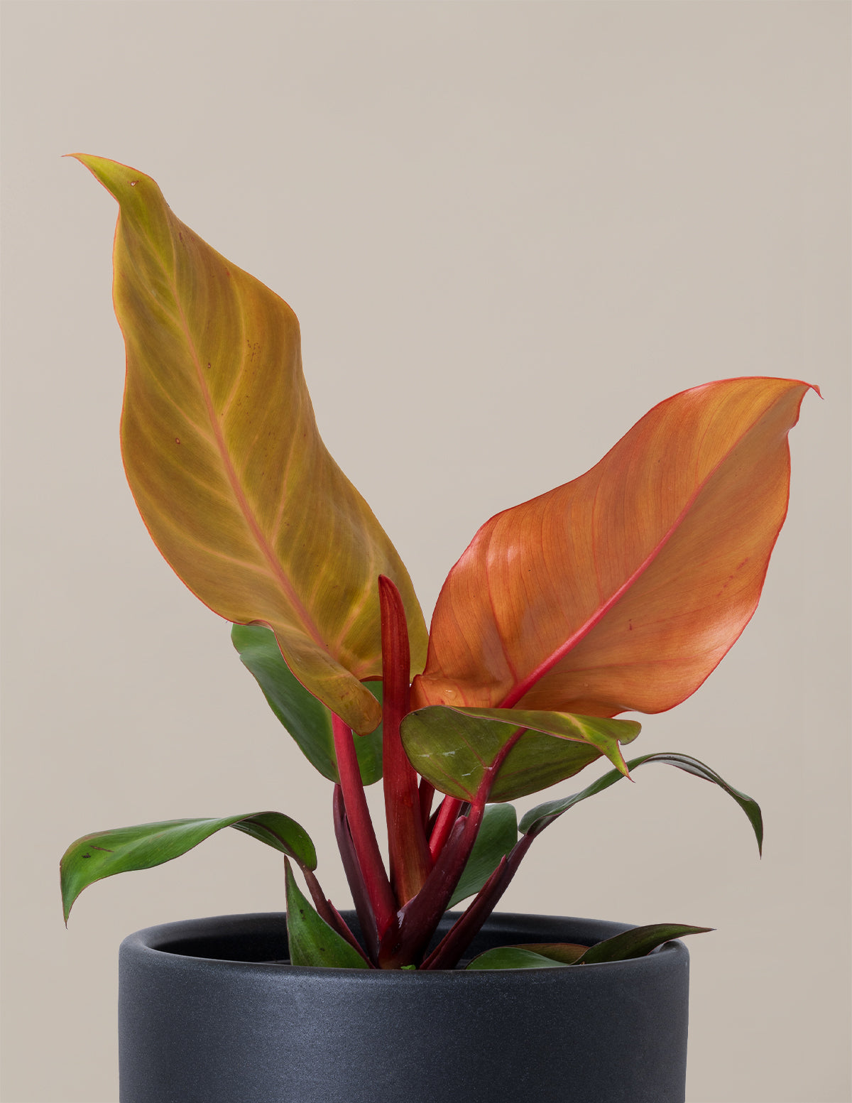 mccoys finale philodendron Philodendron McColley’s Finale