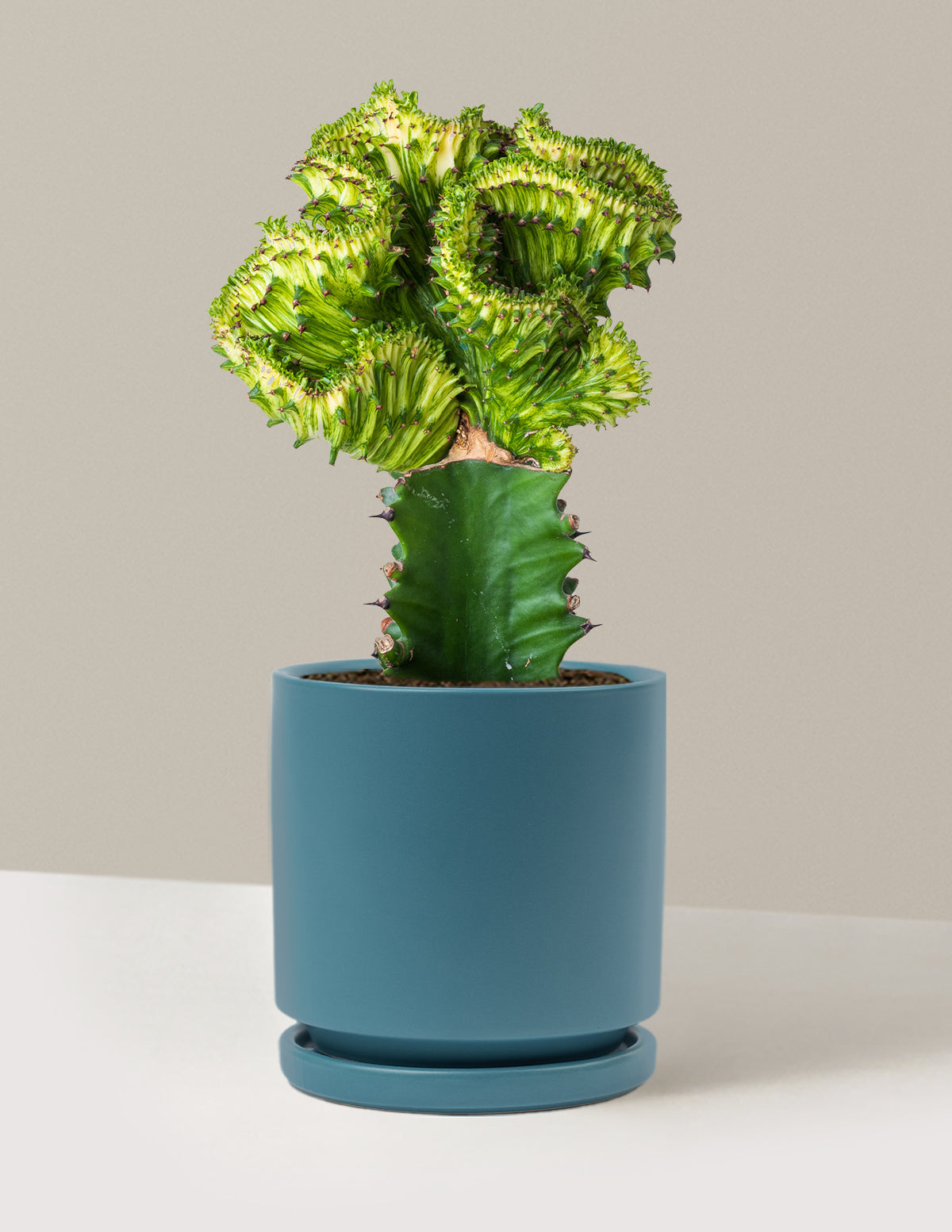 Mermaid Tail Cactus