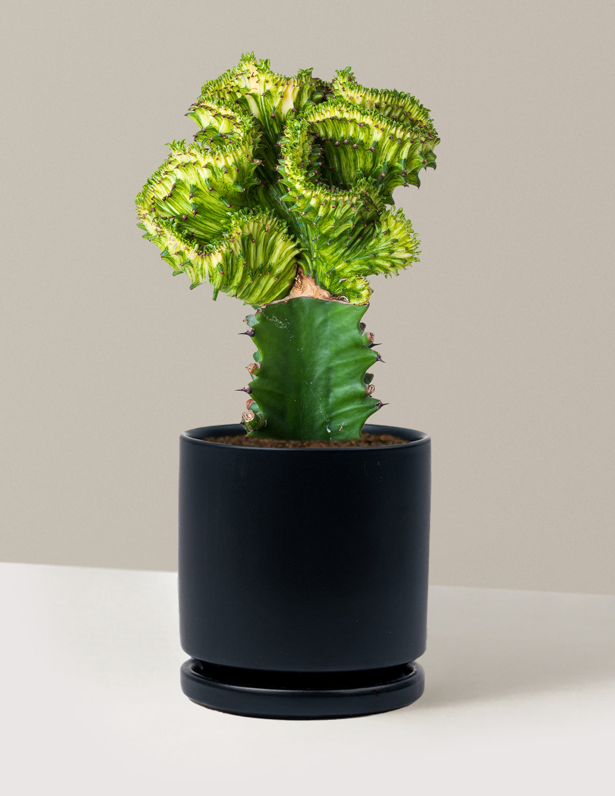 Mermaid Tail Cactus