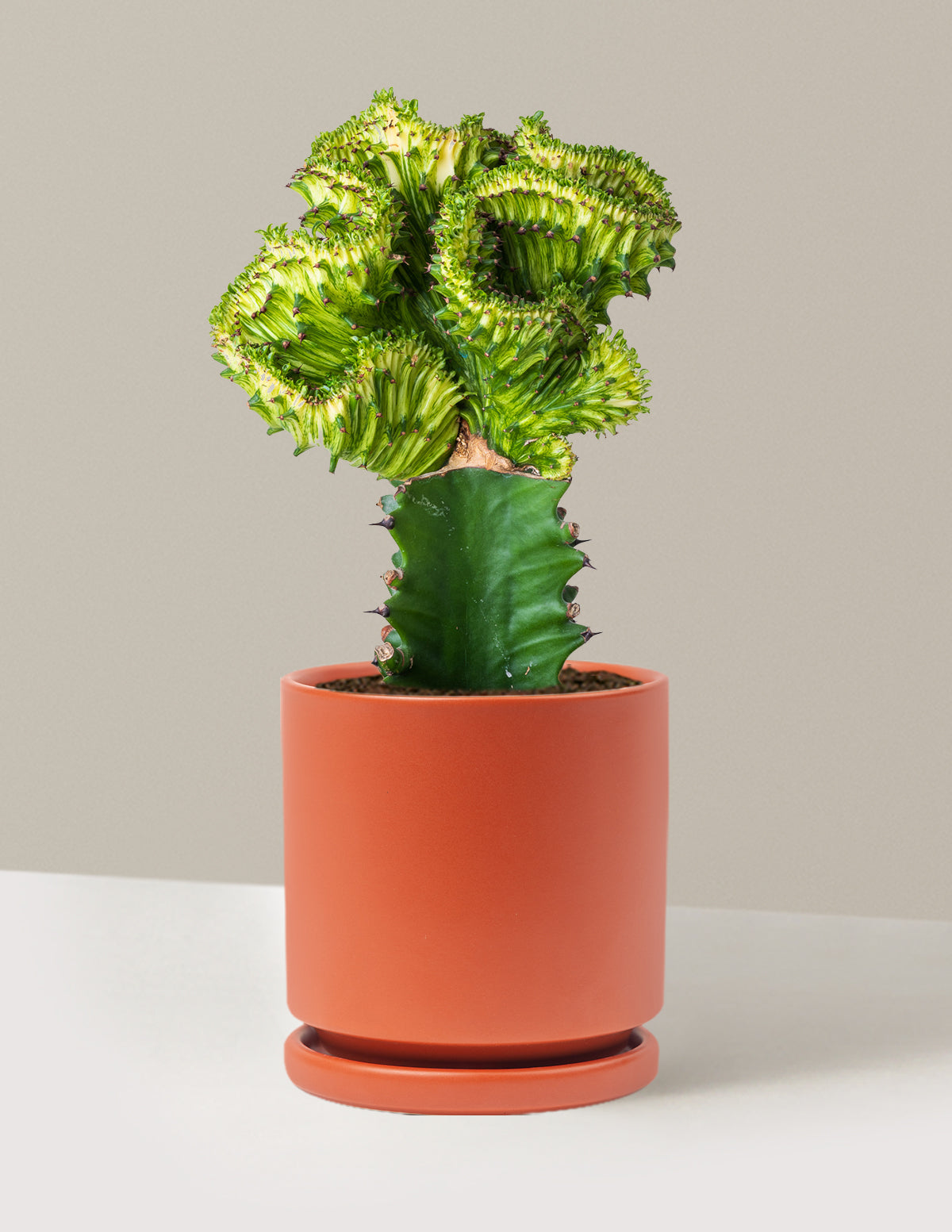 Mermaid Tail Cactus