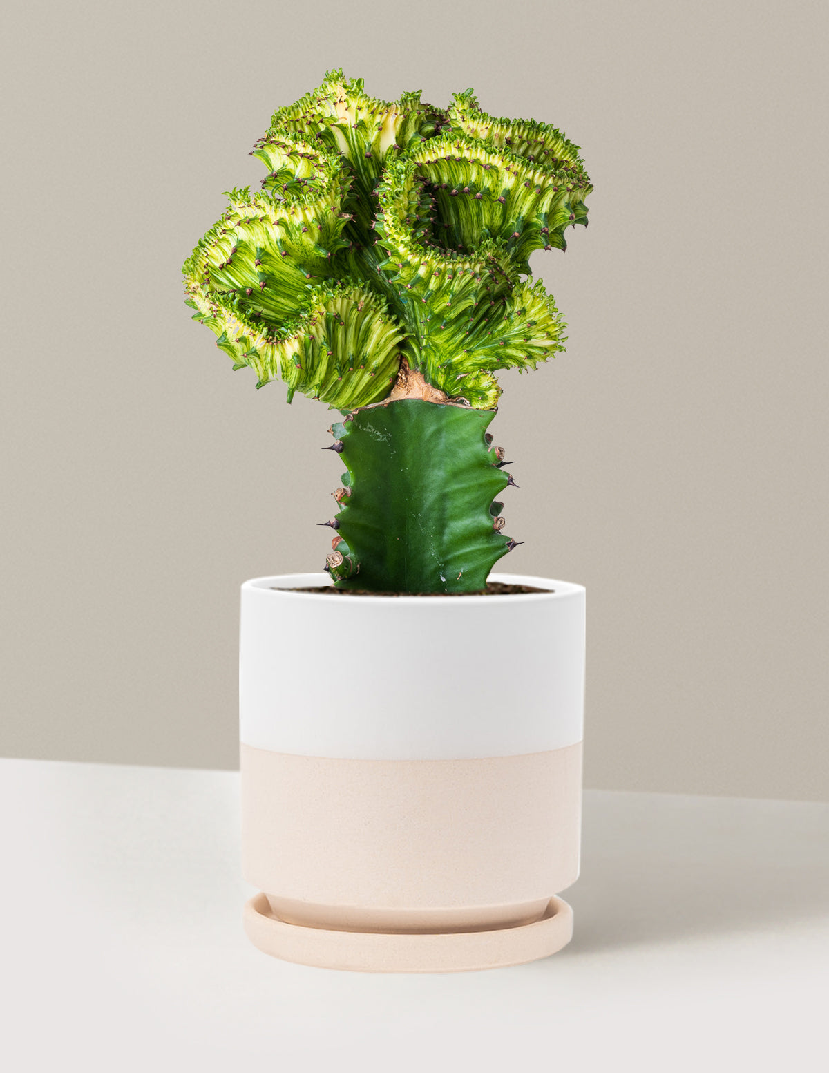 Mermaid Tail Cactus