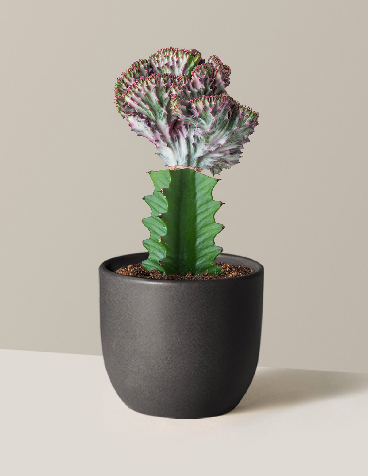 Mermaid Tail Cactus