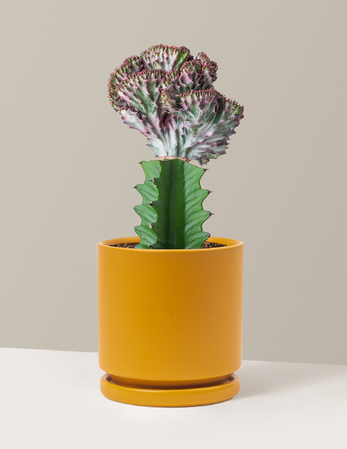Mermaid Tail Cactus