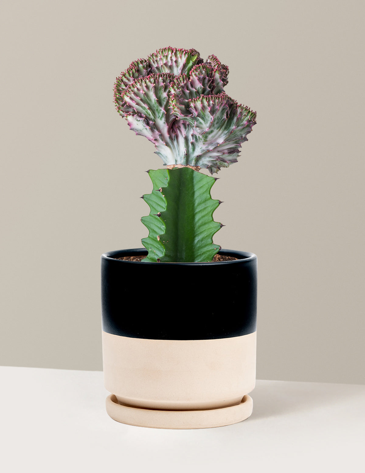 Mermaid Tail Cactus