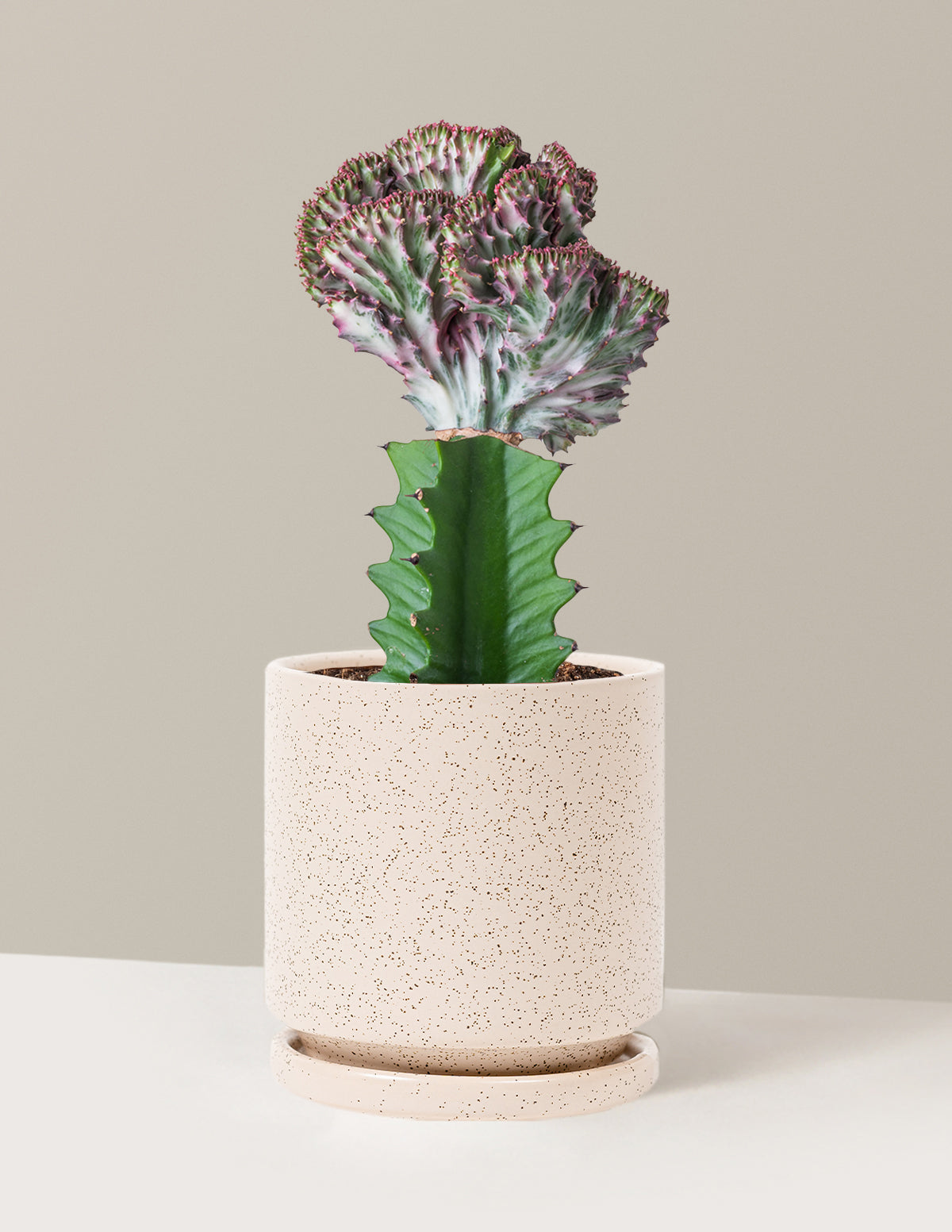 Mermaid Tail Cactus