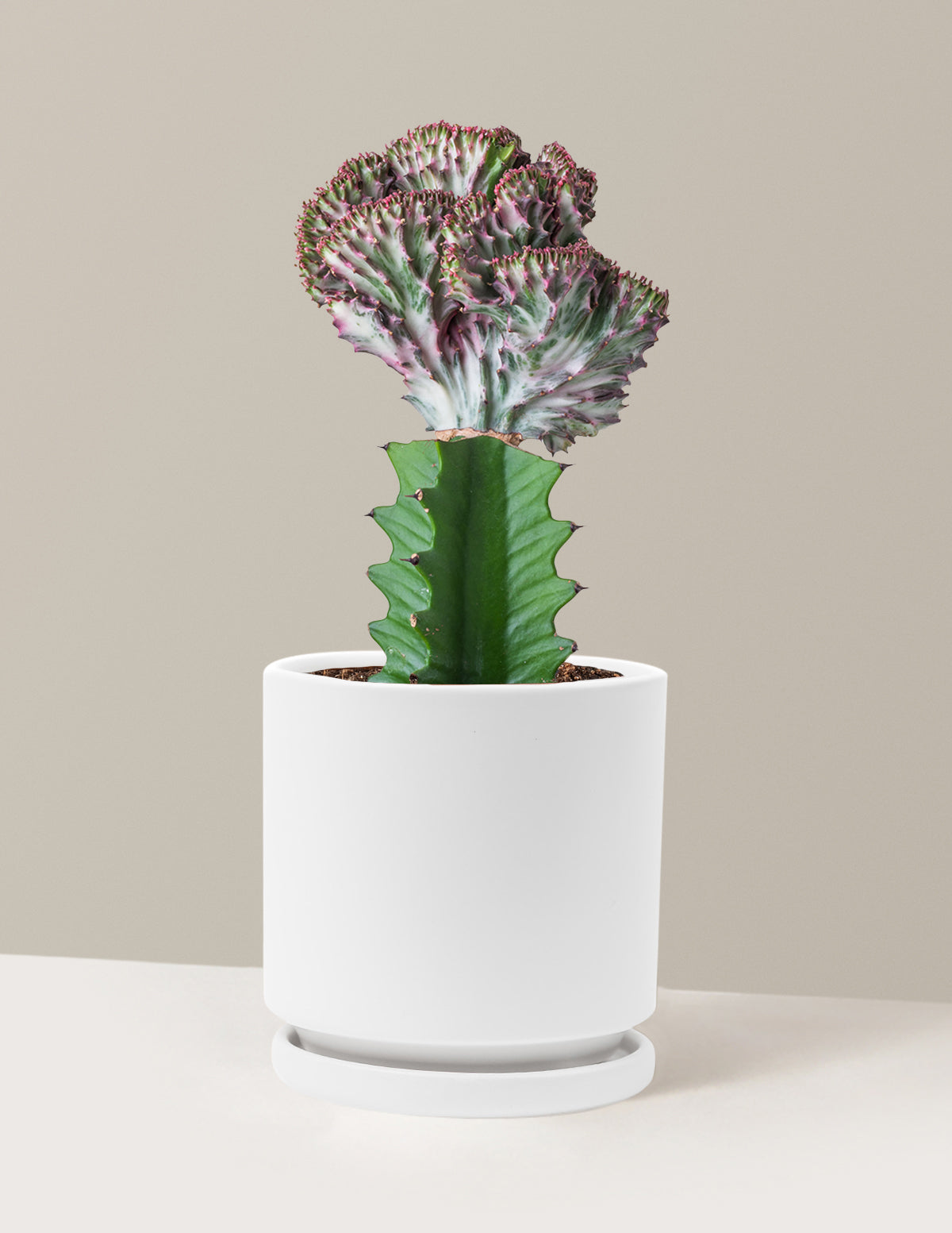 Mermaid Tail Cactus